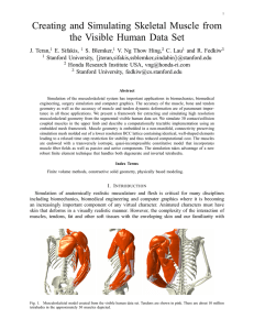 Creating and Simulating Skeletal Muscle from the Visible Human Data Set { }