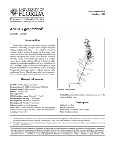 Abelia x grandiflora Introduction October, 1999 Fact Sheet FPS-1