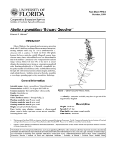 Abelia x grandiflora ‘Edward Goucher’ Introduction October, 1999 Fact Sheet FPS-2