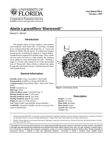 Abelia x grandiflora ‘Sherwoodii’ Introduction October, 1999 Fact Sheet FPS-3
