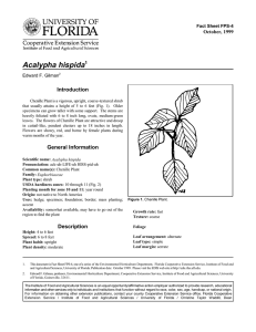 Acalypha hispida Introduction October, 1999 Fact Sheet FPS-4