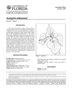 Acalypha wilkesiana Introduction October, 1999 Fact Sheet FPS-6