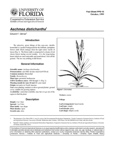 Aechmea distichantha Introduction October, 1999 Fact Sheet FPS-15