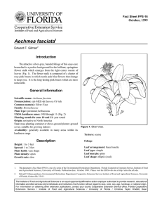 Aechmea fasciata Introduction October, 1999 Fact Sheet FPS-16