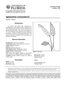 Aglaonema commutatum Introduction October, 1999 Fact Sheet FPS-24