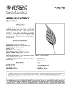 Aglaonema modestum Introduction October, 1999 Fact Sheet FPS-25