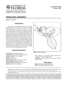 Allamanda cathartica Introduction October, 1999 Fact Sheet FPS-29