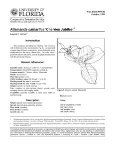 Allamanda cathartica ‘Cherries Jubilee’ Introduction October, 1999 Fact Sheet FPS-30