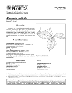 Allamanda neriifolia Introduction October, 1999 Fact Sheet FPS-31