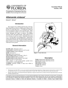 Allamanda violacea Introduction October, 1999 Fact Sheet FPS-32