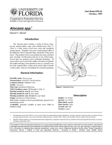 Alocasia spp. Introduction October, 1999 Fact Sheet FPS-33