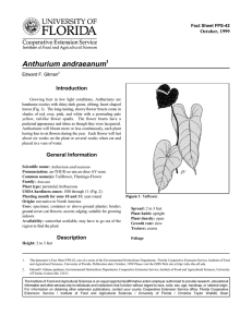 Anthurium andraeanum Introduction October, 1999 Fact Sheet FPS-42