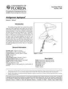 Antigonon leptopus Introduction October, 1999 Fact Sheet FPS-43