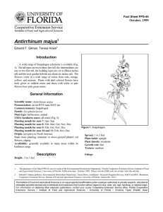 Antirrhinum majus Introduction October, 1999 Fact Sheet FPS-44