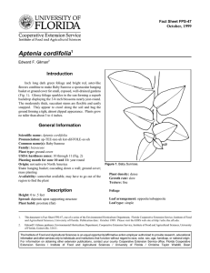 Aptenia cordifolia Introduction October, 1999 Fact Sheet FPS-47