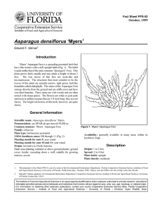 Asparagus densiflorus ‘Myers Introduction October, 1999 Fact Sheet FPS-52