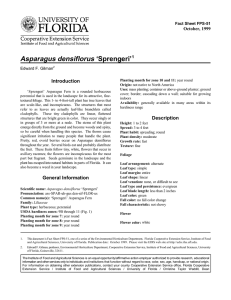 Asparagus densiflorus ‘Sprengeri’ Introduction October, 1999 Fact Sheet FPS-51