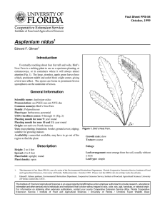 Asplenium nidus Introduction October, 1999 Fact Sheet FPS-54