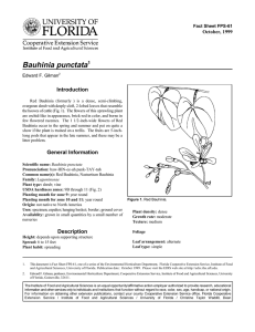 Bauhinia punctata Introduction October, 1999 Fact Sheet FPS-61