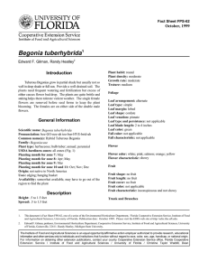 Begonia tuberhybrida Introduction October, 1999 Fact Sheet FPS-62