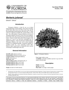 Berberis julianae Introduction October, 1999 Fact Sheet FPS-65