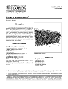 Berberis x mentorensis Introduction October, 1999 Fact Sheet FPS-67