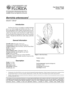 Borrichia arborescens Introduction October, 1999 Fact Sheet FPS-68
