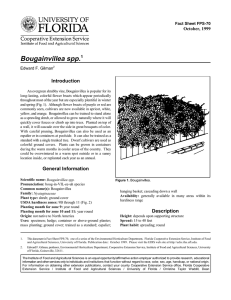 Bougainvillea spp. Introduction October, 1999 Fact Sheet FPS-70