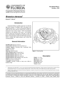 Brassica oleracea Introduction October, 1999 Fact Sheet FPS-71