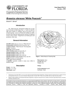 Brassica oleracea ‘White Peacock’ Introduction October, 1999 Fact Sheet FPS-72
