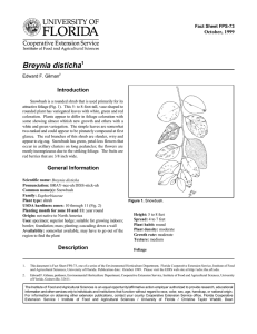 Breynia disticha Introduction October, 1999 Fact Sheet FPS-73