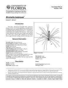 Bromelia balansae Introduction October, 1999 Fact Sheet FPS-74