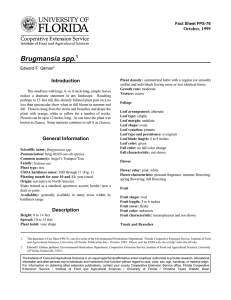 Brugmansia spp. Introduction October, 1999 Fact Sheet FPS-76