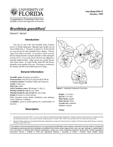 Brunfelsia grandiflora Introduction October, 1999 Fact Sheet FPS-77