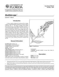 Buddleia spp. Introduction October, 1999 Fact Sheet FPS-78