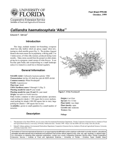 Calliandra haematocephala ‘Alba’ Introduction October, 1999 Fact Sheet FPS-88