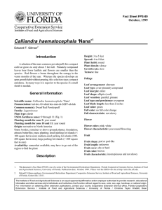 Calliandra haematocephala ‘Nana’ Introduction October, 1999 Fact Sheet FPS-89