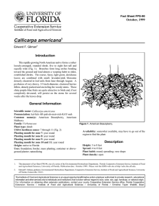 Callicarpa americana Introduction October, 1999 Fact Sheet FPS-90