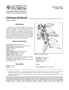 Callicarpa dichotoma Introduction October, 1999 Fact Sheet FPS-91