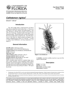 Callistemon rigidus Introduction October, 1999 Fact Sheet FPS-93