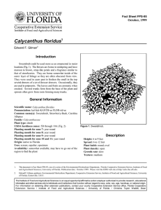 Calycanthus floridus Introduction October, 1999 Fact Sheet FPS-95