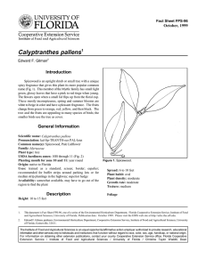 Calyptranthes pallens Introduction October, 1999 Fact Sheet FPS-96
