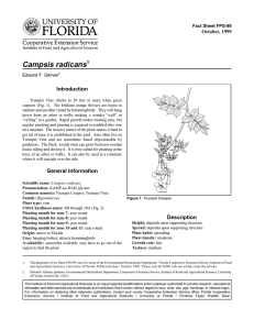 Campsis radicans Introduction October, 1999 Fact Sheet FPS-99