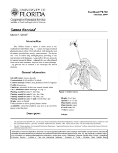 Canna flaccida Introduction October, 1999 Fact Sheet FPS-102