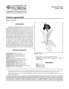 Canna x generalis Introduction October, 1999 Fact Sheet FPS-103