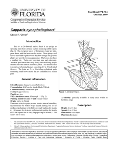 Capparis cynophallophora Introduction October, 1999 Fact Sheet FPS-104