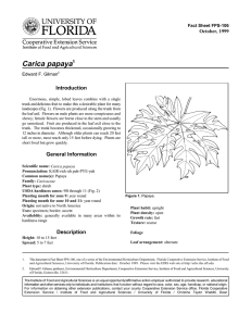Carica papaya Introduction October, 1999 Fact Sheet FPS-106