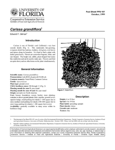Carissa grandiflora Introduction October, 1999 Fact Sheet FPS-107