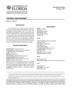 Carissa macrocarpa Introduction Description October, 1999