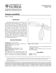 Casasia clusiifolia Introduction October, 1999 Fact Sheet FPS-110